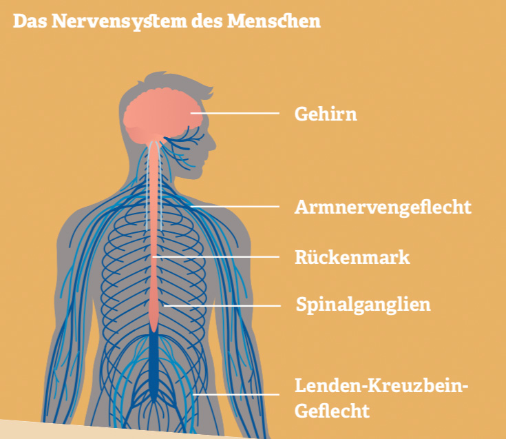 Grafik: Das Nervensystem des Menschen